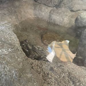 1 of 2 Colorado River Toads