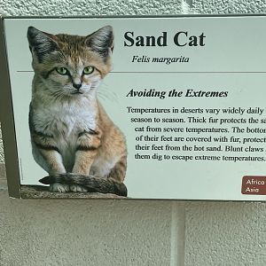 Sand Cat Signage
