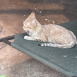 Mama Sand Cat