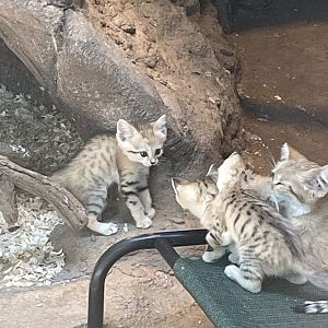 SAND CAT KITTENS!!!