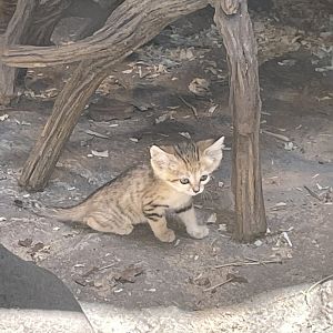 SAND CAT KITTENS!!!