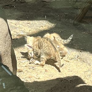 SAND CAT KITTENS!!!