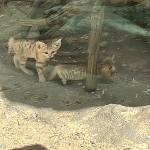 SAND CAT KITTENS!!!