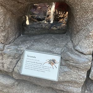 Tarantulas Terrarium