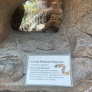 Arizonia Mountain Kingsnake Terrarium
