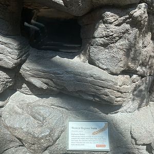 Western Hognose Snake Terrarium