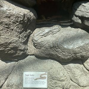 Night Snake Terrarium