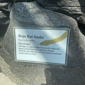 Baja Rat Snake Signage
