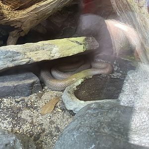 Baja Rat Snake