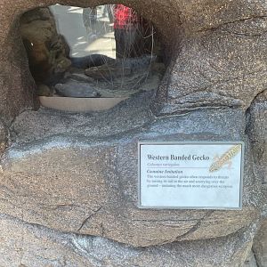 Western Banded Gecko Terrarium