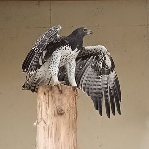 Martial eagle
