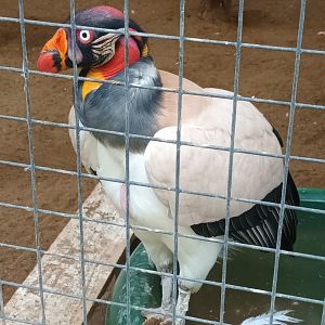 King vulture