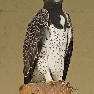 Martial eagle