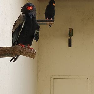 Bateleur eagle