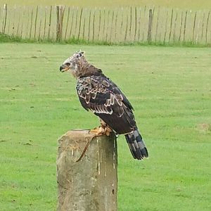 African crowned eagle
