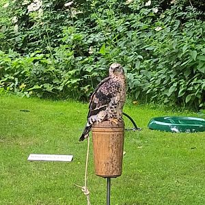 African crowned eagle
