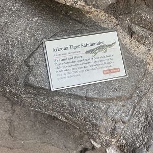 Arizona Tiger Salamander Signage