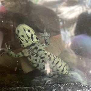 Arizona Tiger Salamander