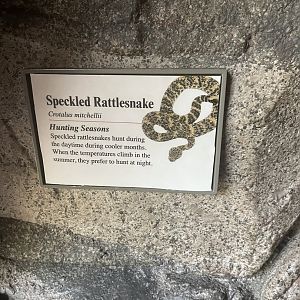 Speckled RattleSnake Signage