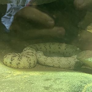 Speckled Rattlesnake