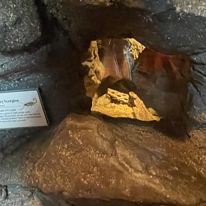 Desert Hairy Scorpion Terrarium