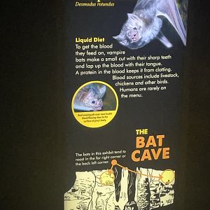Vampire Bat Signage