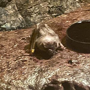 Vampire Bat