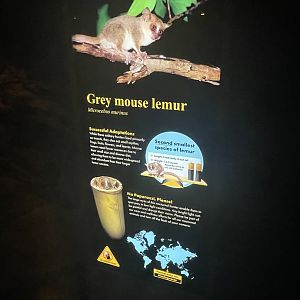 Grey Mouse Lemur Signage (No Show)