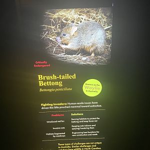 Brush-tailed Bettong Signage