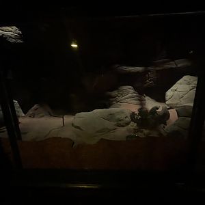 Brush-tailed Bettong Enclosure