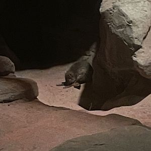 Brush-tailed Bettong