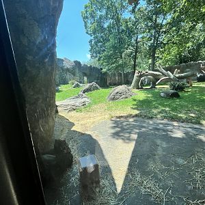 Gorilla Enclosure