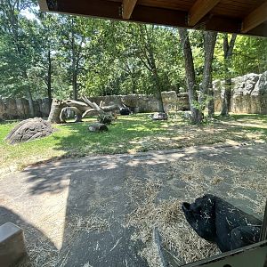 Gorilla Enclosure