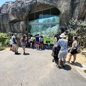 Hamadryas Baboon Viewing
