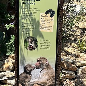 Hamadryas Baboon Signage