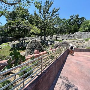 Hamadryas Baboon Enclosure