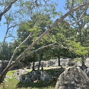 Hamadryas Baboon Enclosure