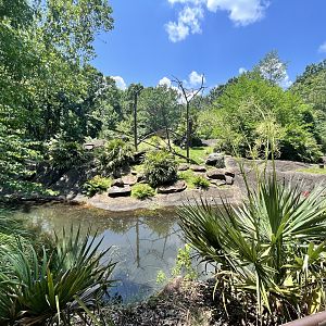 Red-ruffed Lemur exhibit (No Show)