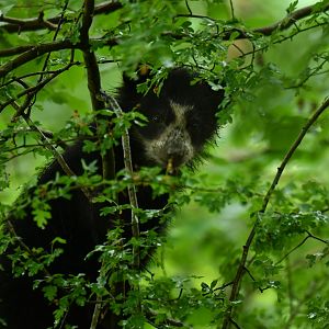 Spectacled bear (Tremarctos ornatus)