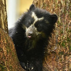 Spectacled bear (Tremarctos ornatus)