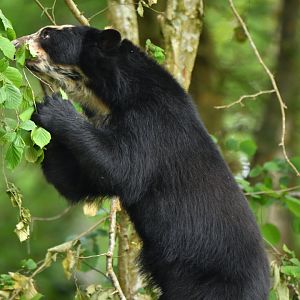Spectacled bear (Tremarctos ornatus)
