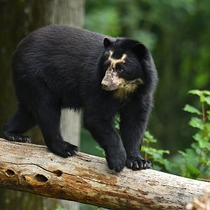 Spectacled bear (Tremarctos ornatus)