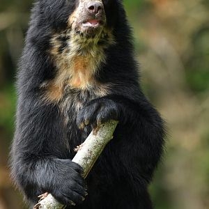 Spectacled bear (Tremarctos ornatus)