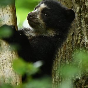 Spectacled bear (Tremarctos ornatus)