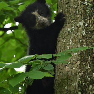 Spectacled bear (Tremarctos ornatus)