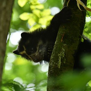 Spectacled bear (Tremarctos ornatus)