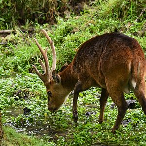 Hog deer (Axis porcinus)