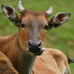 Javan banteng (Bos javanicus)