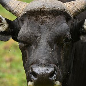 Javan banteng (Bos javanicus)
