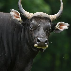 Javan banteng (Bos javanicus)